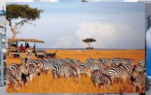 Zebras in Masai Mara NR